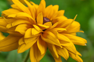 Fototapeta premium Yellow flower