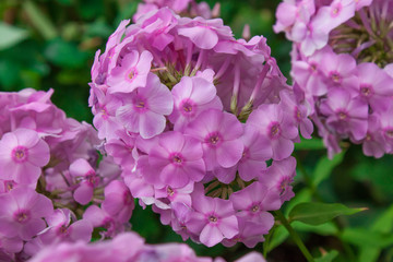 Pink flowers