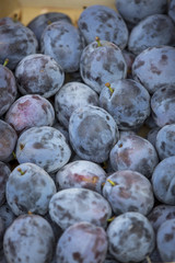 steirische Pflaumen, Zwetschken (Prunus domestica)