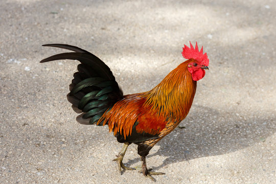 One bright red cock