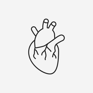 organ heart line icon