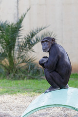 Old chimpanzee