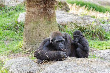Big female gorilla with a child