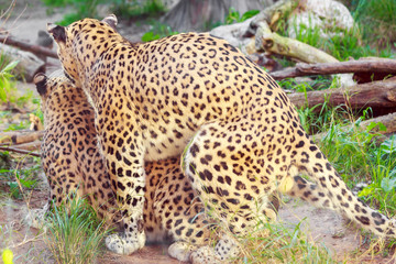 Leopards making love