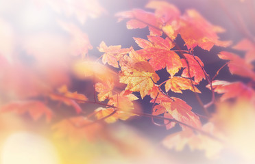 Autumn leaves
