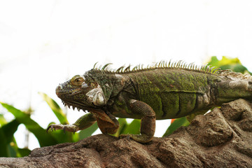 Leguan