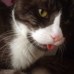 Wohnungskatze zeigt ihr Z&uuml;nglein