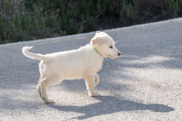Obraz na płótnie Canvas White puppy