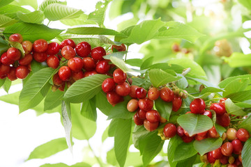 a lot of cherries on a tree