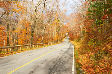 Autumn scene with road