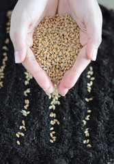 Planting wheat seeds in black soil