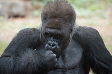 Silverback Gorilla enjoys himself