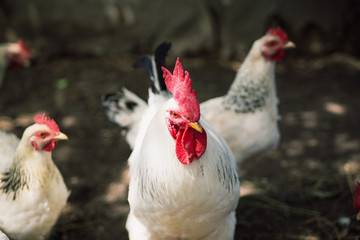 Cock and hens