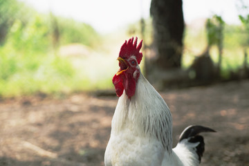 Crowing cock