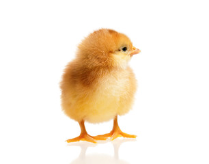 Little chick