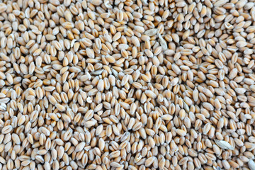 Wheat seeds background or pattern