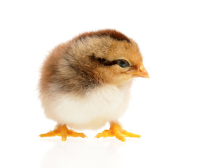 Newborn chick