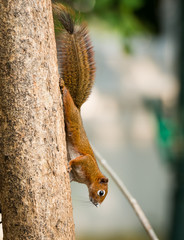 squirrel or small gong, Small mammals on tree © wuttichok