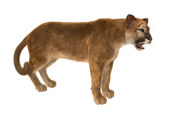 Big Cat Puma