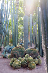 Cactus and succulents in Marrakesh Morocco