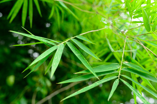 The bamboo feaf on background is green nature
