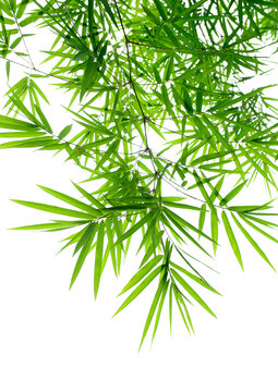 Branch of bamboo-leaves isolated on a white background