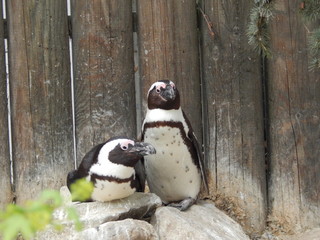 Orang Utan im Zoo M&uuml;nster