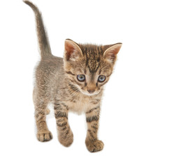 Little tabby kitten