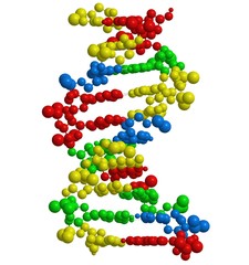 Molecular structure of double stranded DNA (helix)