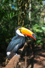 Toucan / National park Iguazu, Brazil