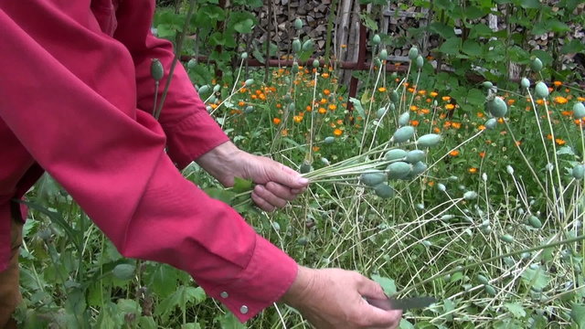 Man gardener with a red shirt collecting opium poppy heads with stems

