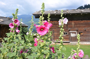 Fototapeta na wymiar Blumen auf Bauernhof in Tirol / Österreich