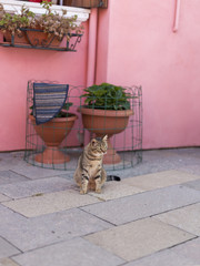 Cute Cat in a traditional Street in Venice, Italy - 91629611