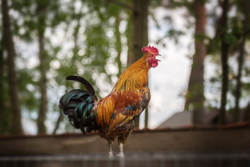Screaming rooster