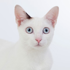 Beautiful white cat