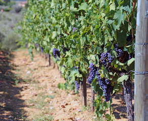 Vineyard with grapes in the countryside in summer