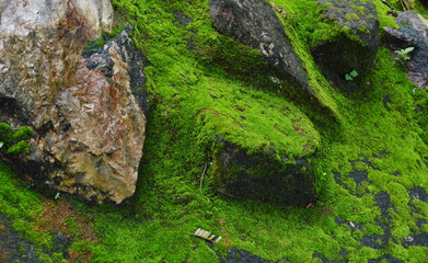 moss on the rock