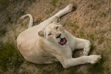 White lioness