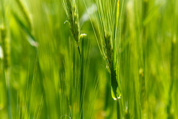Ear of green barley
