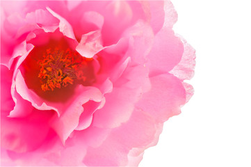 Directly Above View of Pink Flower; Common Purslane Isolated on White background.