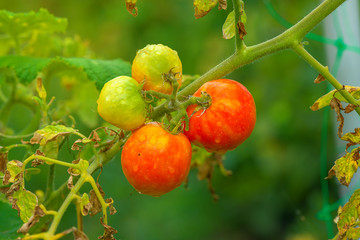 Homegrown red fresh organic tomato in garden