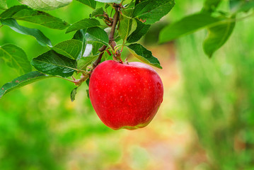 Organic red apple on branch