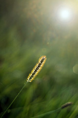 Blooming grass with pollen