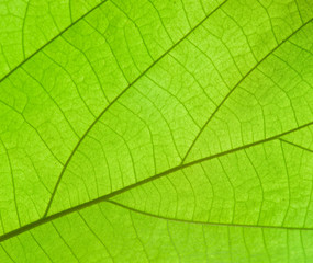 Fototapeta na wymiar Pattern of growing leaf surface