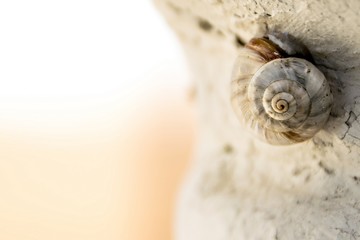 Macro snail
