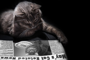 Reading cat