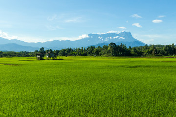 Paddy field at Sabah, Borneo