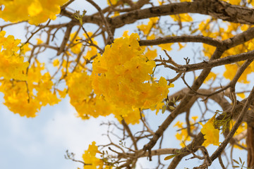Silver trumpet tree