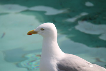 A Portrait of a Coastal Herring Gull Sea Bird.