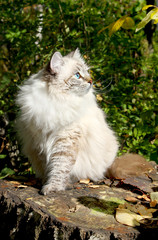 Naklejka na ściany i meble Siberian nevsky cat